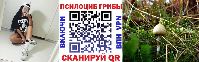 магазин продажи Балей Псилоцибиновые грибы Cubensis